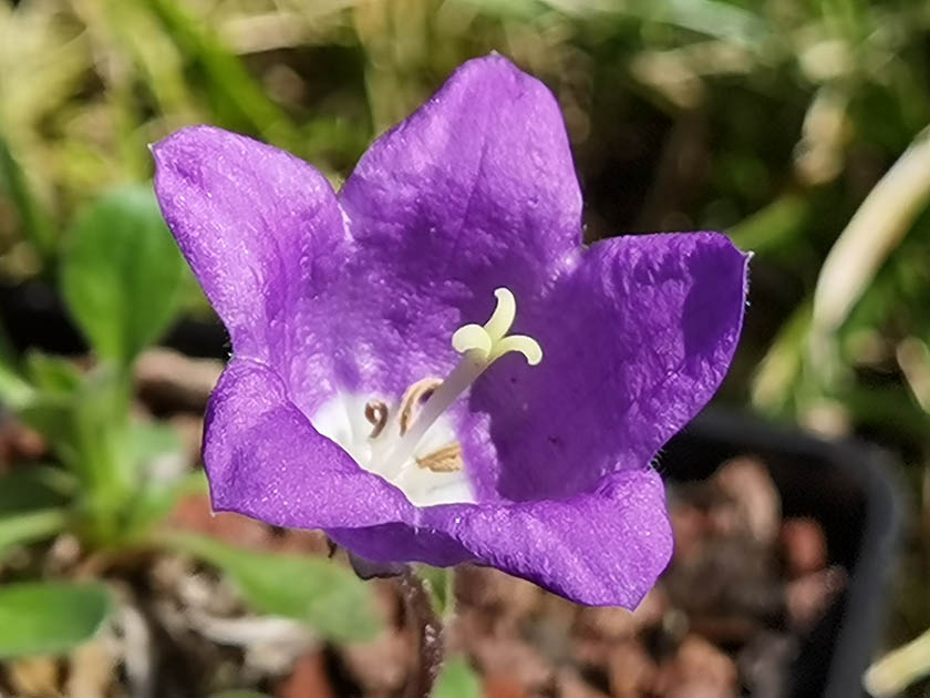 Campanula aucheri